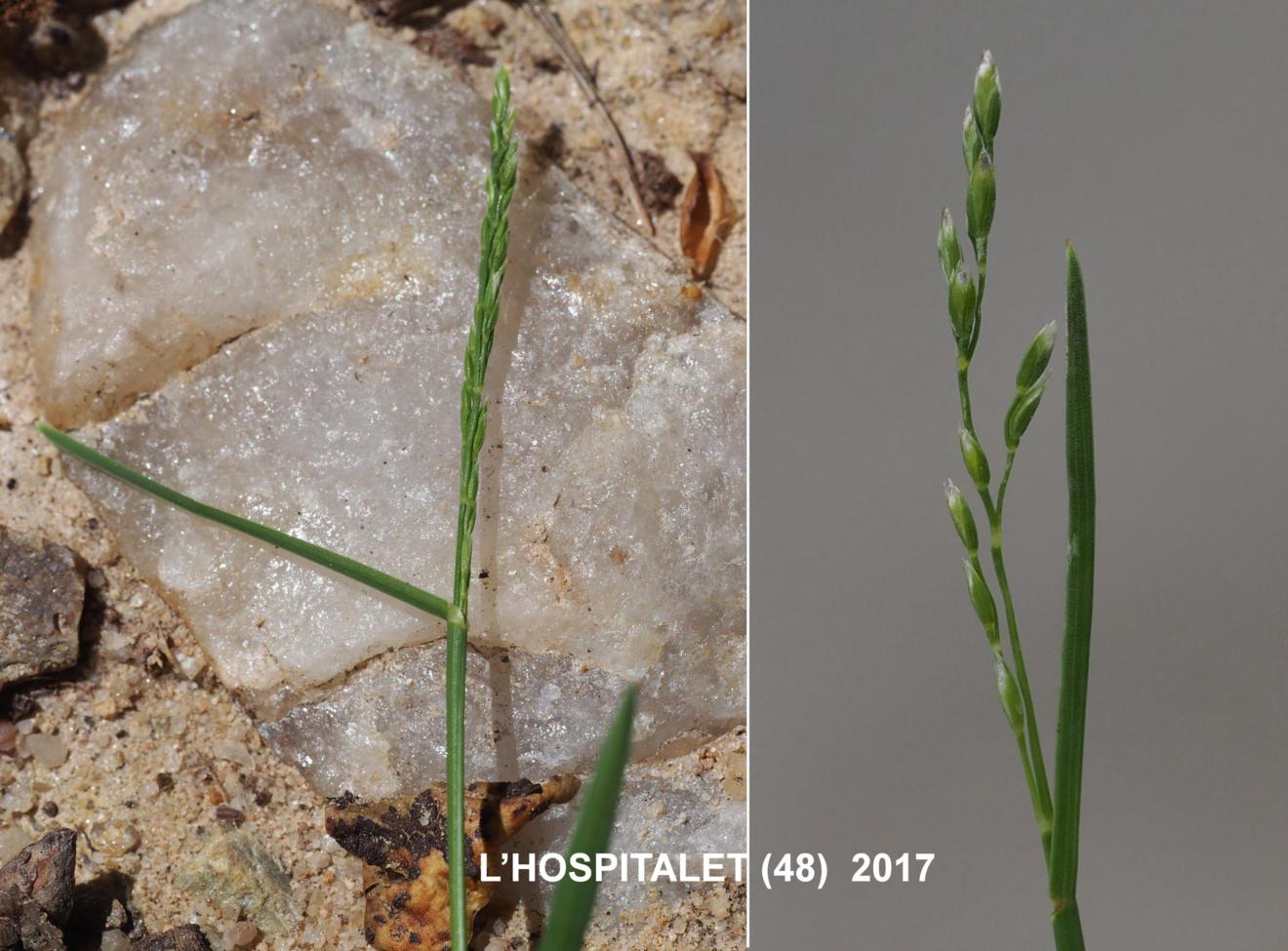 Meadow-grass, Flattened